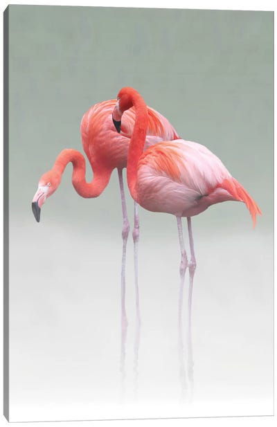 Just We Two ... Canvas Art Print - Flamingo Art