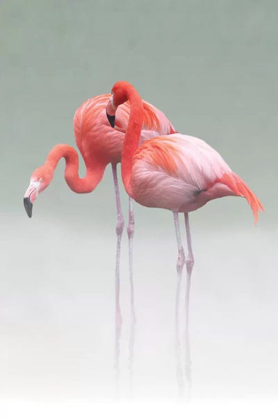 Flamingos: Just We Two ... by Anna Cseresnjes
