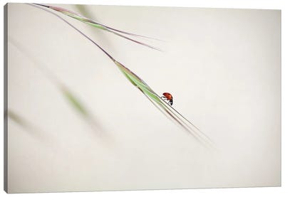 Spotted Beauty Canvas Art Print