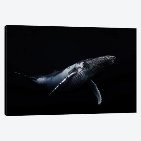 Black & Whale I Canvas Print #OXM1208} by Barathieu Gabriel Canvas Art