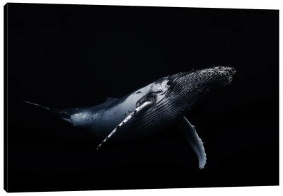 Black & Whale I Canvas Art Print