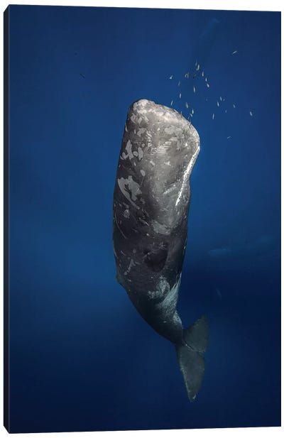 Candle Sperm Whale Canvas Art Print - Whale Art