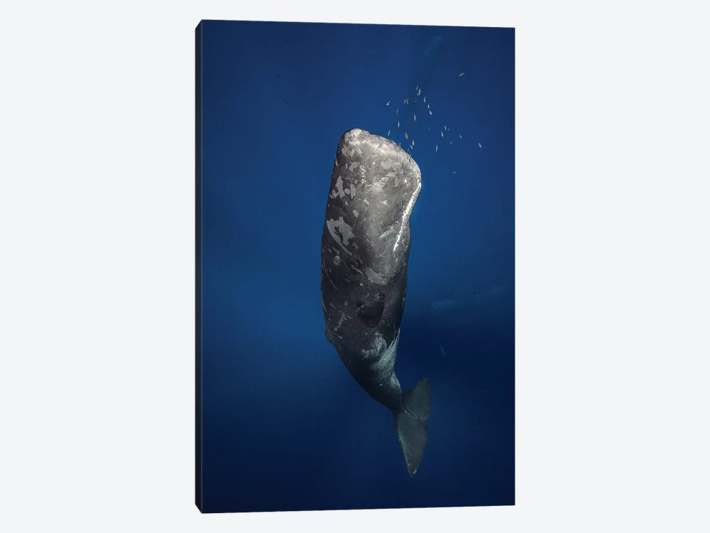 Candle Sperm Whale by Barathieu Gabriel 1-piece Canvas Art Print