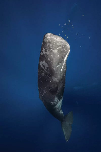 Barathieu Gabriel: Candle Sperm Whale by Barathieu Gabriel