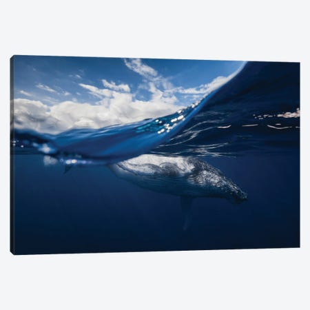 Humpback Whale And The Sky Canvas Print #OXM1213} by Barathieu Gabriel Canvas Print