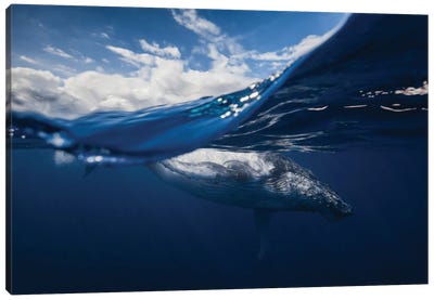 Humpback Whale And The Sky Canvas Art Print - Whale Art