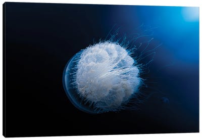 Jellyfish Canvas Art Print - Sea Life Art