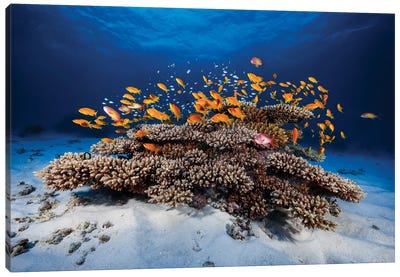 Marine Life Canvas Art Print - Pantone Color of the Year