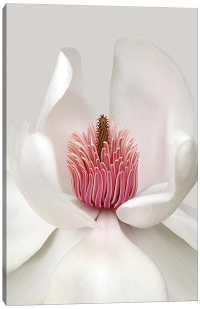 Magnolia Canvas Art Print - Nature Close-Up Art