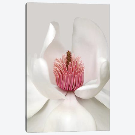 Magnolia Canvas Print #OXM1250} by Brian Haslam Canvas Art Print