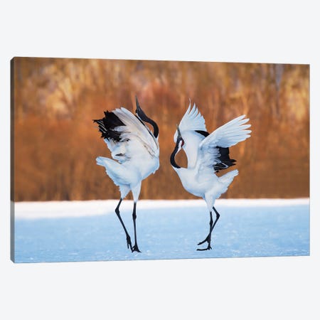 The Dance Of Love Canvas Print #OXM1252} by C. Mei Art Print
