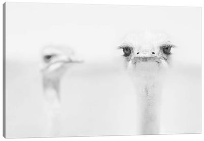 You Talkin' To Me? Canvas Art Print - Ostrich Art