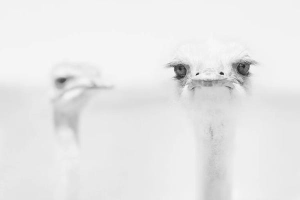 Ostriches