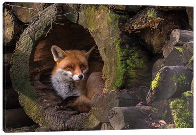 Fox Canvas Art Print - 1x Scenic Photography