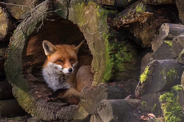 Foxes: Fox by Cees van Ginkel