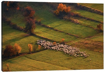 Sheep Herd At Sunset Canvas Art Print