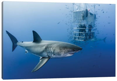 Animals In Cage Canvas Art Print - Great White Sharks