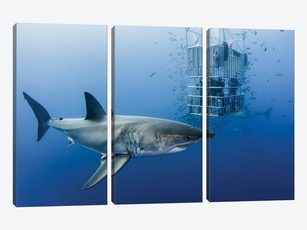 Animals In Cage by Davide Lopresti 3-piece Canvas Wall Art