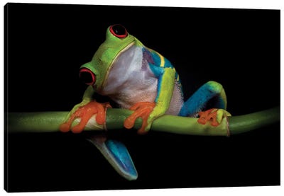Curiosity Canvas Art Print - Frogs