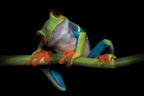 Photogenic Animals: Curiosity by Ferdinando Valverde