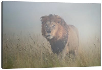 King In The Mist Canvas Art Print - Wild Cat Art