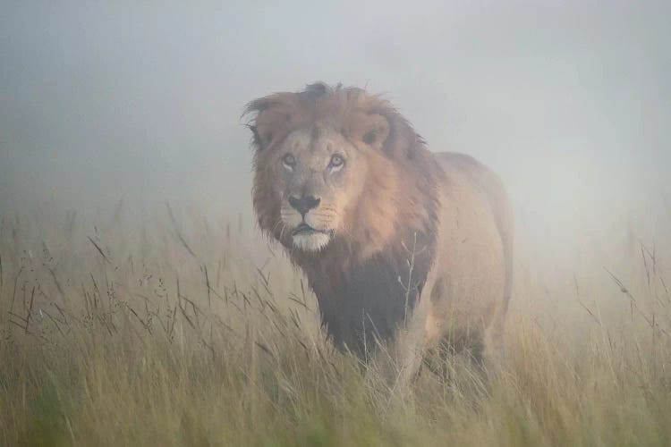 King In The Mist