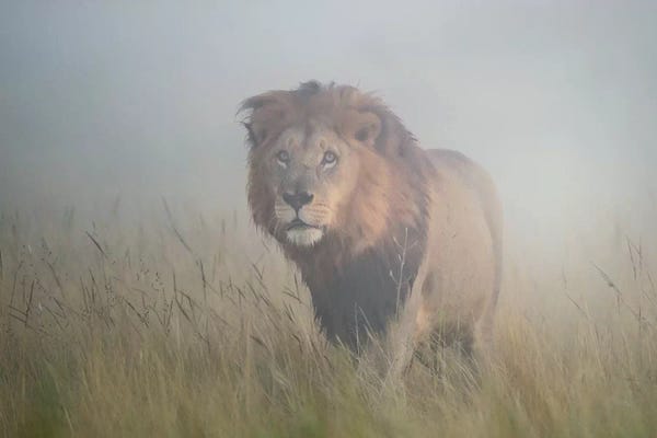 Lions: King In The Mist by Frits Hoogendijk