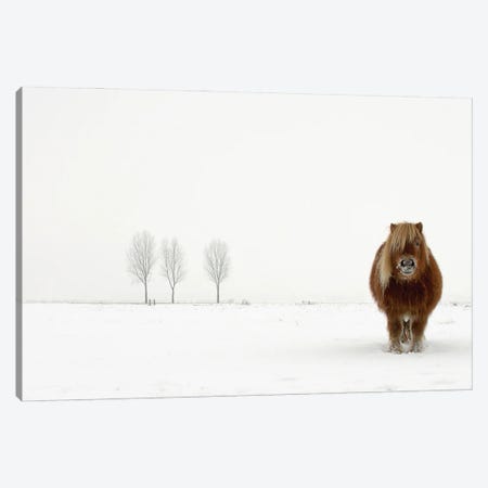The Cold Pony Canvas Print #OXM1401} by Gert van den Bosch Canvas Art