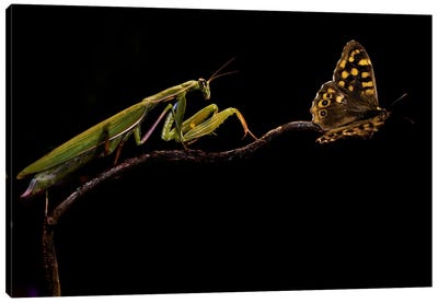 The Escapist Canvas Art Print - Grasshoppers