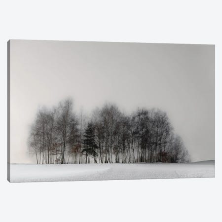 Winter Forest Canvas Print #OXM1436} by Gilbert Claes Canvas Artwork