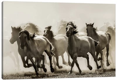 Horse Canvas Art Print - 1x Collection
