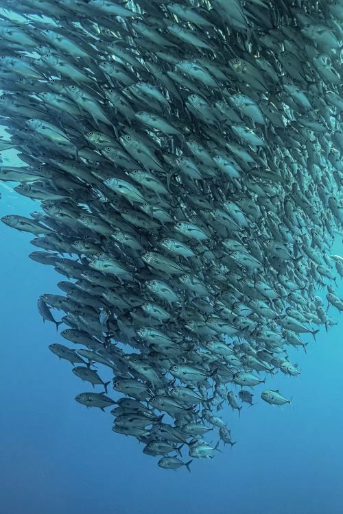 Schooling Jackfishes