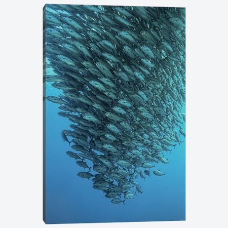 Schooling Jackfishes Canvas Print #OXM1505} by Henry Jager Canvas Art
