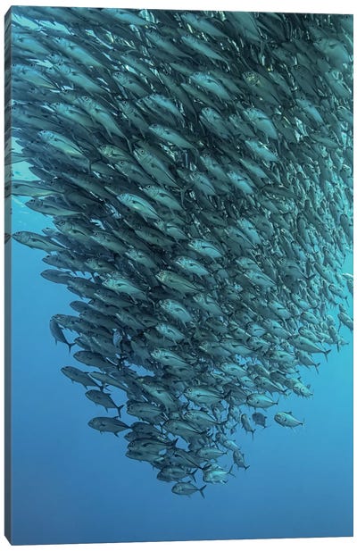 Schooling Jackfishes Canvas Art Print - Underwater Art