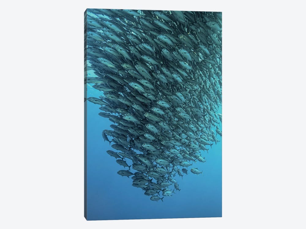 Schooling Jackfishes by Henry Jager 1-piece Canvas Art
