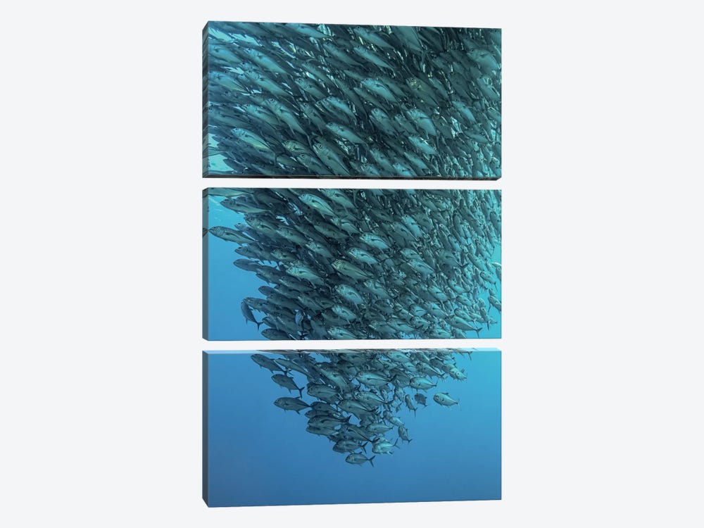 Schooling Jackfishes by Henry Jager 3-piece Canvas Wall Art