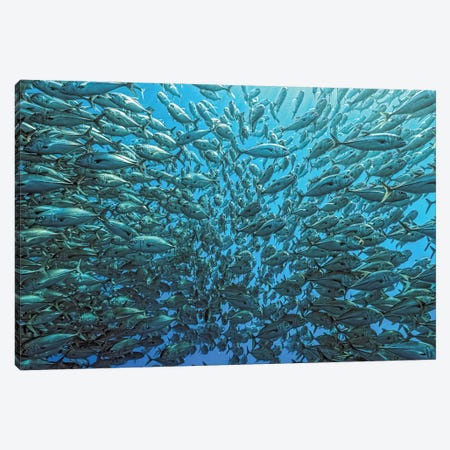 Splitted School Of Jackfish Canvas Print #OXM1506} by Henry Jager Canvas Artwork