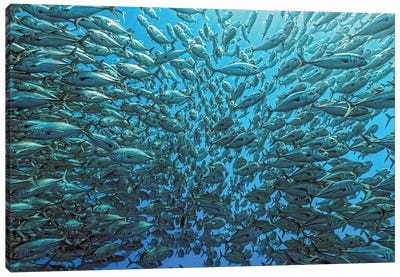 Splitted School Of Jackfish Canvas Art Print - Underwater Art