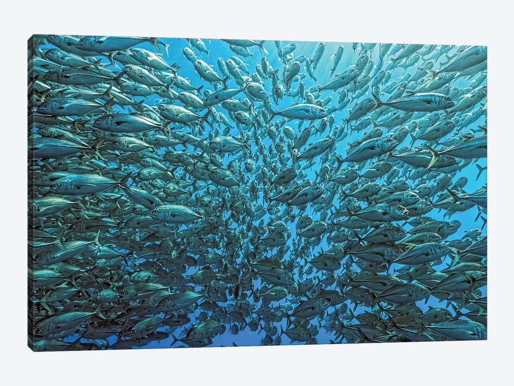 Splitted School Of Jackfish by Henry Jager 1-piece Canvas Print