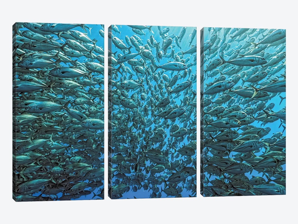 Splitted School Of Jackfish by Henry Jager 3-piece Art Print