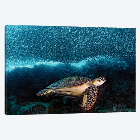 Turtle And Sardines Canvas Print #OXM1507} by Henry Jager Canvas Art