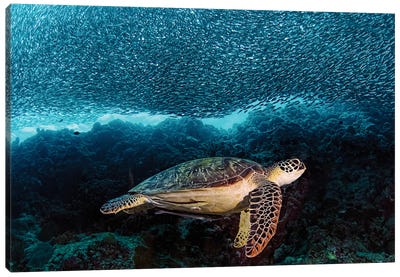 Turtle And Sardines Canvas Art Print - Underwater Art