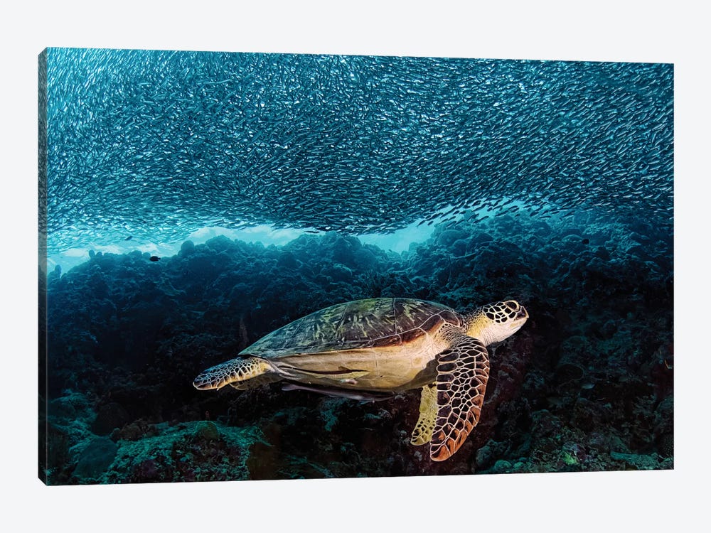 Turtle And Sardines by Henry Jager 1-piece Canvas Wall Art