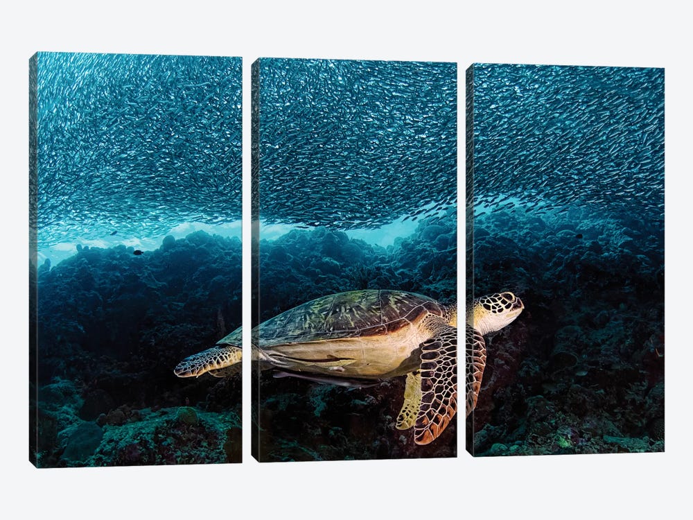 Turtle And Sardines by Henry Jager 3-piece Canvas Art