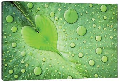 Leaf Green Heart Shaped Canvas Print / Canvas Art by Philippe Sainte-laudy  Photography 