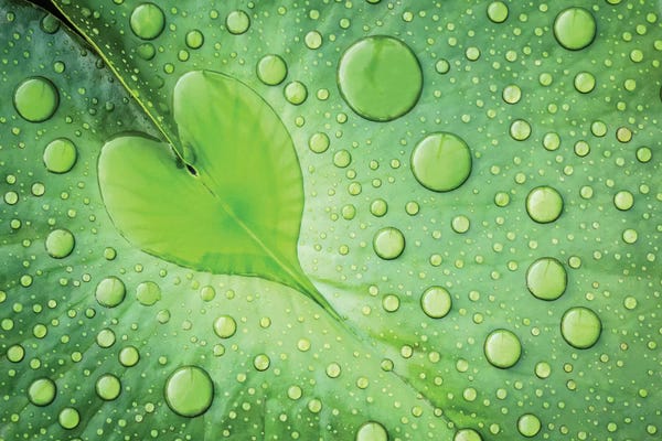 Macro Photography