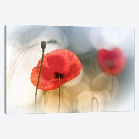 Morning Poppies Canvas Print #OXM152} by Steve Moore Canvas Art