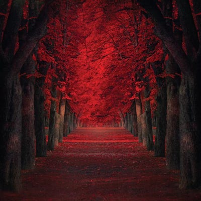 Endless Passion Canvas Wall Art by Ildiko Neer iCanvas