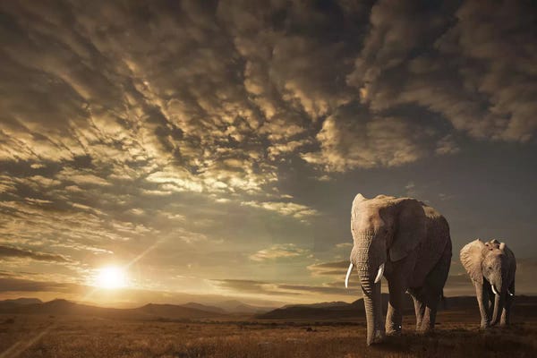 Elephants: Walking In Savannah by Jackson Carvalho