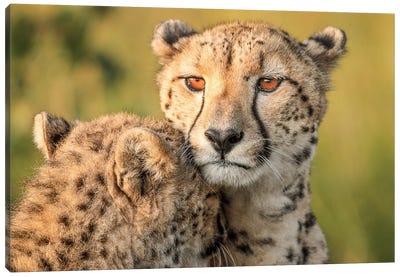 Cheetah Eyes Canvas Art Print